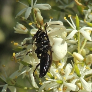 Thomisus spectabilis at Conder, ACT - 11 Jan 2021 07:20 PM