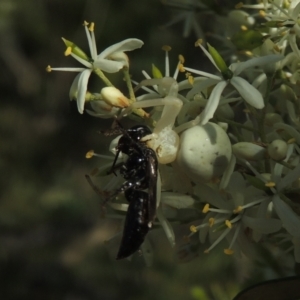 Thomisus spectabilis at Conder, ACT - 11 Jan 2021 07:20 PM