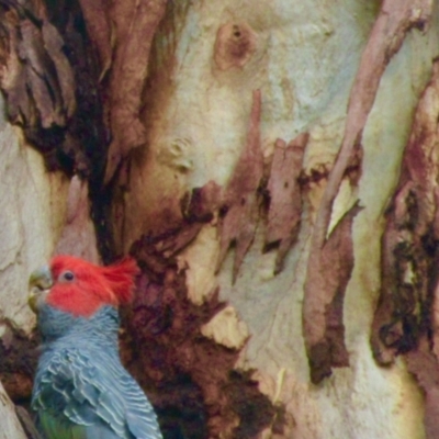 Callocephalon fimbriatum (Gang-gang Cockatoo) at Campbell, ACT - 6 Jan 2021 by Campbell2612