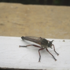 Zosteria sp. (genus) (Common brown robber fly) at Campbell, ACT - 8 Jan 2021 by Campbell2612