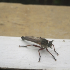 Zosteria sp. (genus) at Campbell, ACT - 8 Jan 2021