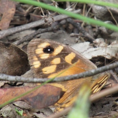 Geitoneura klugii (Marbled Xenica) at Cotter River, ACT - 13 Mar 2021 by Sarah2019