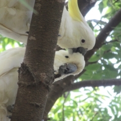 Cacatua galerita (Sulphur-crested Cockatoo) at Campbell, ACT - 4 Feb 2021 by Campbell2612