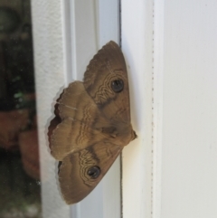 Dasypodia selenophora (Southern old lady moth) at Campbell, ACT - 17 Jan 2021 by Campbell2612