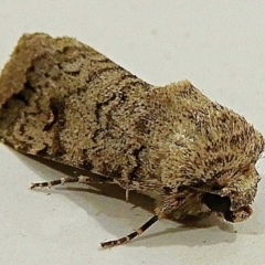 Proteuxoa capularis (Half-moon Noctuid) at Crooked Corner, NSW - 14 Mar 2021 by Milly