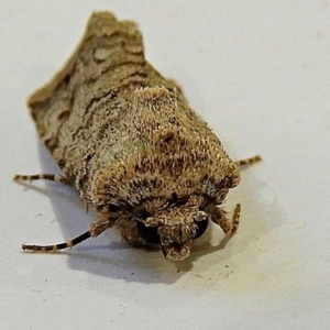 Proteuxoa capularis at Crooked Corner, NSW - 14 Mar 2021