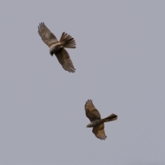 Tachyspiza cirrocephala (Collared Sparrowhawk) at Coree, ACT - 13 Mar 2021 by trevsci