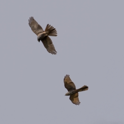 Accipiter cirrocephalus (Collared Sparrowhawk) at Stony Creek - 13 Mar 2021 by trevsci