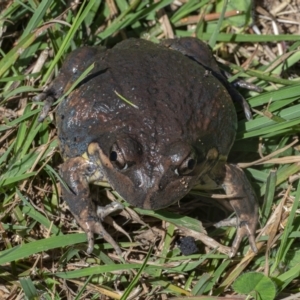 Limnodynastes dumerilii at Googong, NSW - 21 Feb 2021