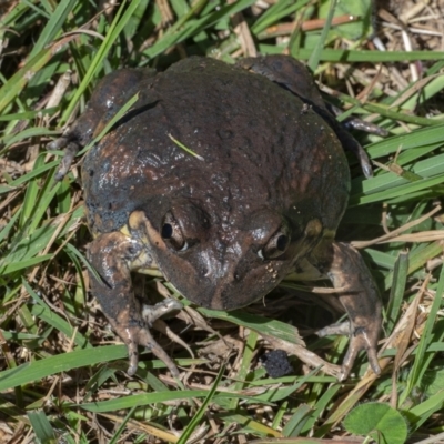Limnodynastes dumerilii (Eastern Banjo Frog) at Googong, NSW - 21 Feb 2021 by WHall
