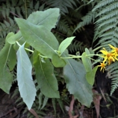 Senecio velleioides (Forest Groundsel) at Bundanoon, NSW - 6 Mar 2021 by Sarah2019