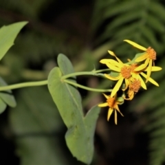 Senecio velleioides at Morton National Park - 6 Mar 2021