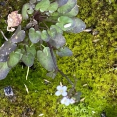 Cardamine sp. (Bittercress) at Booth, ACT - 13 Mar 2021 by RAllen