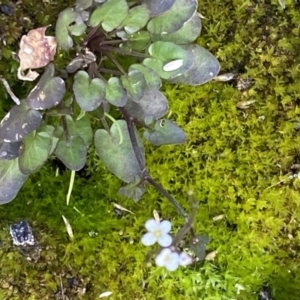 Cardamine sp. at Booth, ACT - 13 Mar 2021 11:55 AM