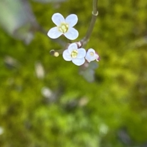 Cardamine sp. at Booth, ACT - 13 Mar 2021