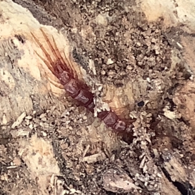 Lithobiomorpha (order) (Unidentified stone centipede) at Sullivans Creek, Lyneham South - 10 Mar 2021 by megsclass