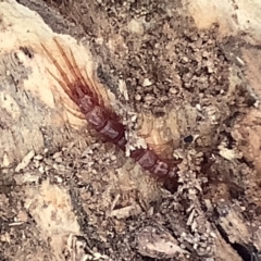 Lithobiomorpha (order) (Unidentified stone centipede) at Sullivans Creek, Lyneham South - 10 Mar 2021 by megsclass