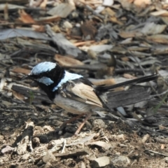 Malurus cyaneus (Superb Fairywren) at Aranda, ACT - 12 Mar 2021 by KMcCue