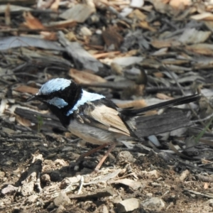 Malurus cyaneus at Aranda, ACT - 12 Mar 2021