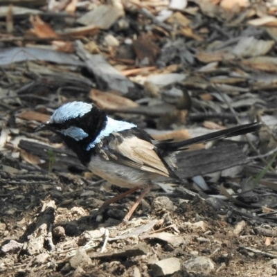 Malurus cyaneus (Superb Fairywren) at Aranda, ACT - 12 Mar 2021 by KMcCue