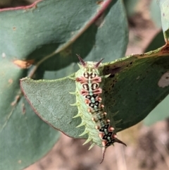 Doratifera quadriguttata (Four-spotted Cup Moth) at Deakin, ACT - 10 Mar 2021 by JackyF
