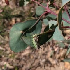 Doratifera quadriguttata at Deakin, ACT - 10 Mar 2021