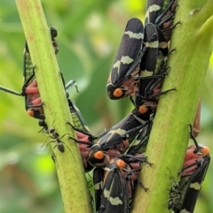 Eurymeloides pulchra (Gumtree hopper) at Red Hill to Yarralumla Creek - 12 Mar 2021 by JackyF