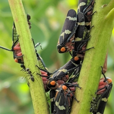 Eurymeloides pulchra (Gumtree hopper) at Red Hill Nature Reserve - 12 Mar 2021 by JackyF