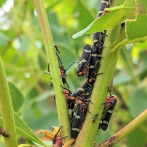 Eurymeloides pulchra at Hughes, ACT - 12 Mar 2021