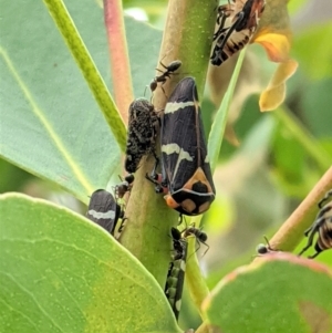 Eurymeloides pulchra at Hughes, ACT - 12 Mar 2021