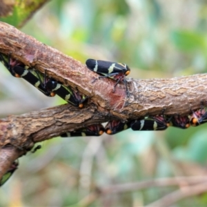 Eurymeloides pulchra at Hughes, ACT - 12 Mar 2021