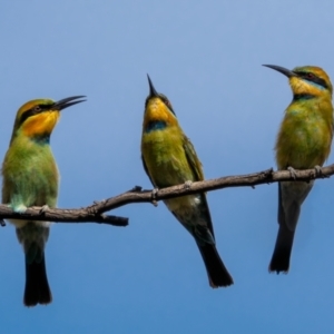 Merops ornatus at Stromlo, ACT - 13 Mar 2021