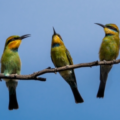 Merops ornatus (Rainbow Bee-eater) at Stromlo, ACT - 13 Mar 2021 by trevsci