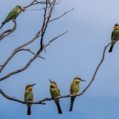 Merops ornatus at Stromlo, ACT - 13 Mar 2021