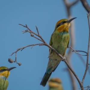 Merops ornatus at Stromlo, ACT - 13 Mar 2021