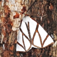 Thalaina clara (Clara's Satin Moth) at Paddys River, ACT - 12 Mar 2021 by JohnBundock