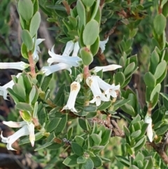 Brachyloma daphnoides (Daphne Heath) at Cook, ACT - 2 Nov 2020 by drakes