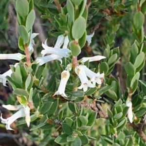 Brachyloma daphnoides at Cook, ACT - 2 Nov 2020