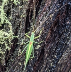 Caedicia sp. (genus) (Katydid) at QPRC LGA - 14 Mar 2021 by camcols