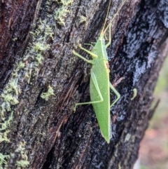 Caedicia sp. (genus) at Currawang, NSW - suppressed