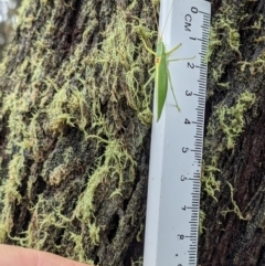 Caedicia sp. (genus) at Currawang, NSW - suppressed