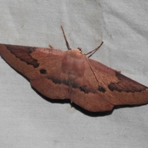 Monoctenia falernaria at Paddys River, ACT - 12 Mar 2021 10:03 PM