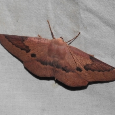 Monoctenia falernaria (Patched Leaf Moth) at Paddys River, ACT - 12 Mar 2021 by JohnBundock