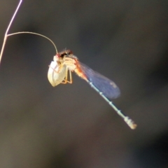 Xanthagrion erythroneurum (Red & Blue Damsel) at Wodonga, VIC - 14 Mar 2021 by KylieWaldon