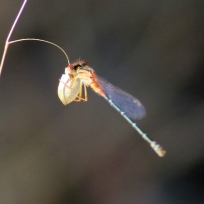 Xanthagrion erythroneurum (Red & Blue Damsel) at Wodonga, VIC - 14 Mar 2021 by Kyliegw