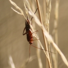 Lissopimpla excelsa (Orchid dupe wasp, Dusky-winged Ichneumonid) at Wodonga - 13 Mar 2021 by Kyliegw