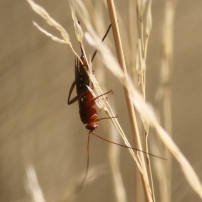 Lissopimpla excelsa (Orchid dupe wasp, Dusky-winged Ichneumonid) at WREN Reserves - 13 Mar 2021 by Kyliegw