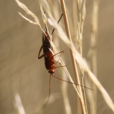 Lissopimpla excelsa (Orchid dupe wasp, Dusky-winged Ichneumonid) at Wodonga, VIC - 13 Mar 2021 by Kyliegw