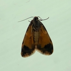 Halone sinuata (Rock Lichen Moth) at Aranda, ACT - 14 Mar 2021 by KMcCue