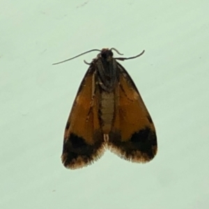 Halone sinuata at Aranda, ACT - 14 Mar 2021